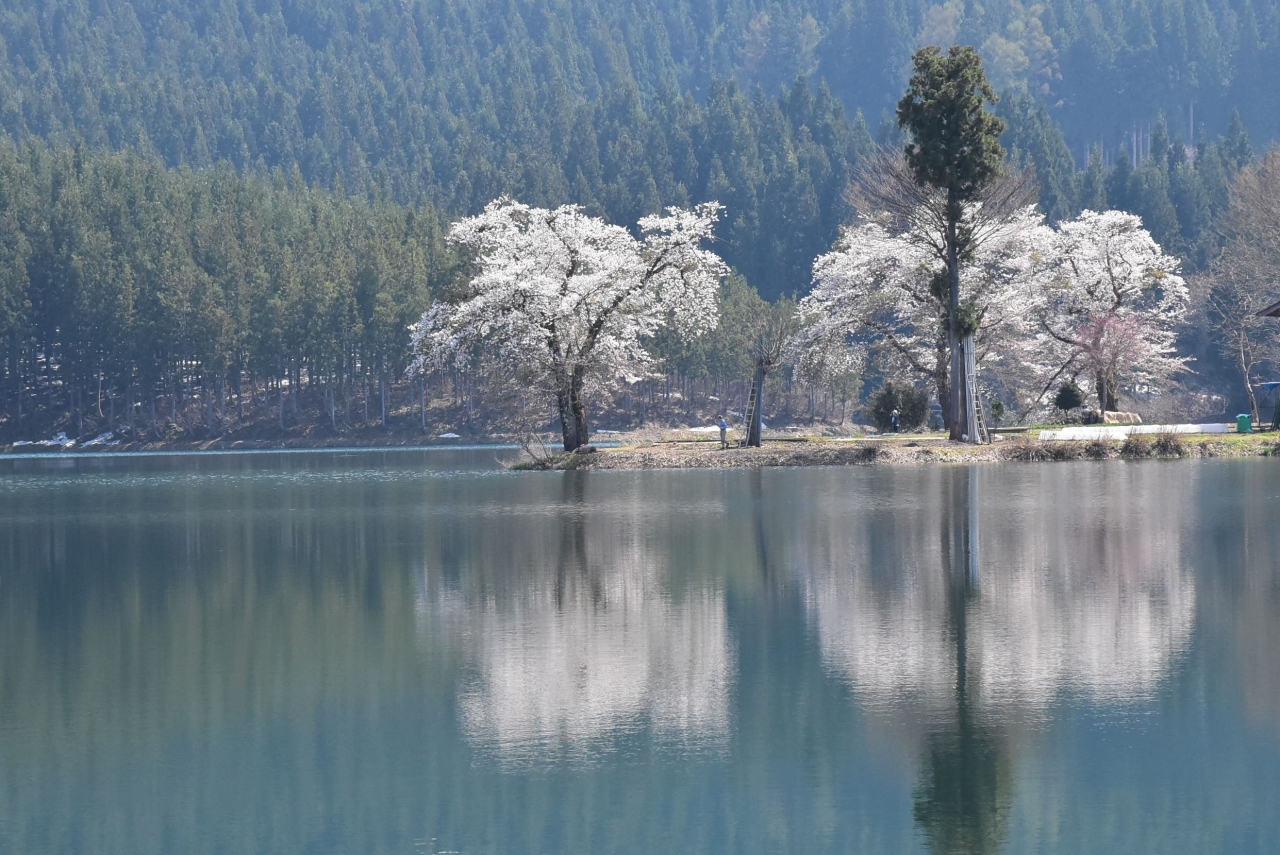 春を迎える雪解けの 中子の桜 18 新潟県津南 十日町 津南 新潟県 の旅行記 ブログ By かっちんさん フォートラベル 春を迎える雪解けの 中子の桜 18 新潟県津南 十日町 津南 新潟県 の旅行記 ブログ By かっちんさん フォートラベル