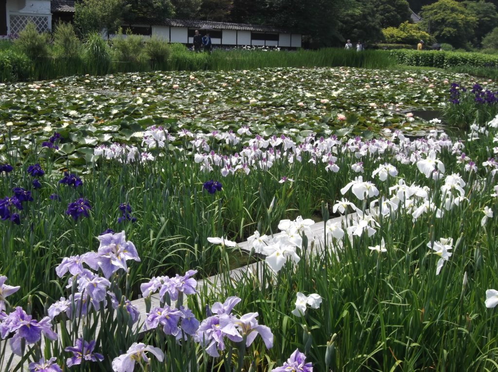 加茂花菖蒲園 掛川 静岡県 の旅行記 ブログ By ねもさん フォートラベル