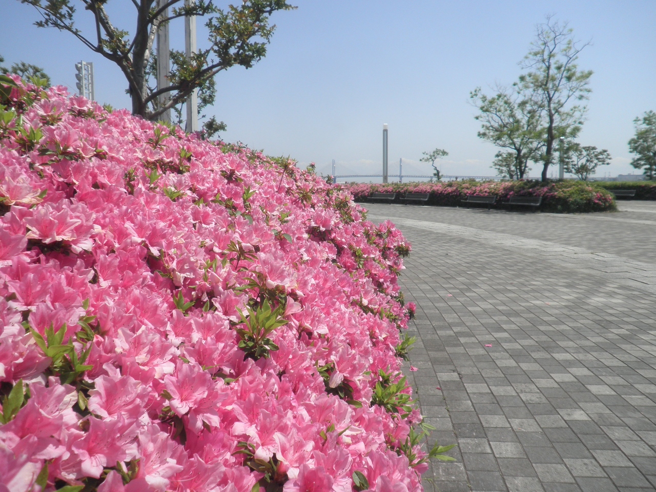 臨港パークでのんびり 横浜 神奈川県 の旅行記 ブログ By Tamuさん フォートラベル 臨港パークでのんびり 横浜 神奈川県 の旅行記 ブログ By Tamuさん フォートラベル