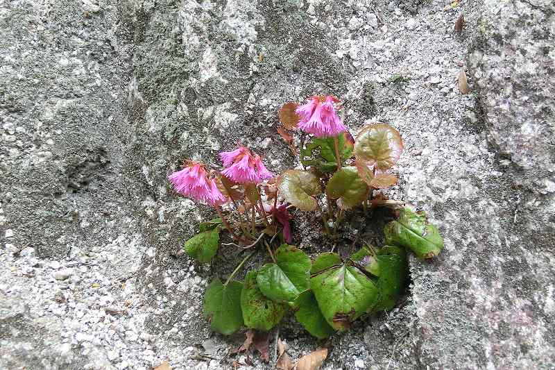 今年の春は駆け足 鎌ガ岳の花々 鈴鹿 三重県 の旅行記 ブログ By 地酒大好きさん フォートラベル