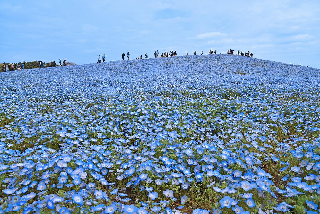 初めてのひたち海浜公園ーネモフィラ 水仙 チューリップ鑑賞ー ひたちなか 茨城県 の旅行記 ブログ By ダイスケitさん フォートラベル