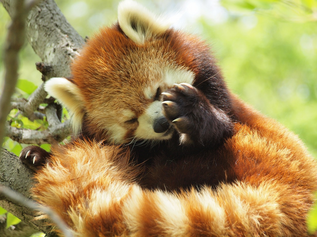 レッサーパンダに会いに茶臼山動物園へ かわいいレッサーパンダとウサギに癒される ランチはおいしい姨捨の棚田丼 篠ノ井 長野県 の旅行記 ブログ By ４人目のふーさん フォートラベル