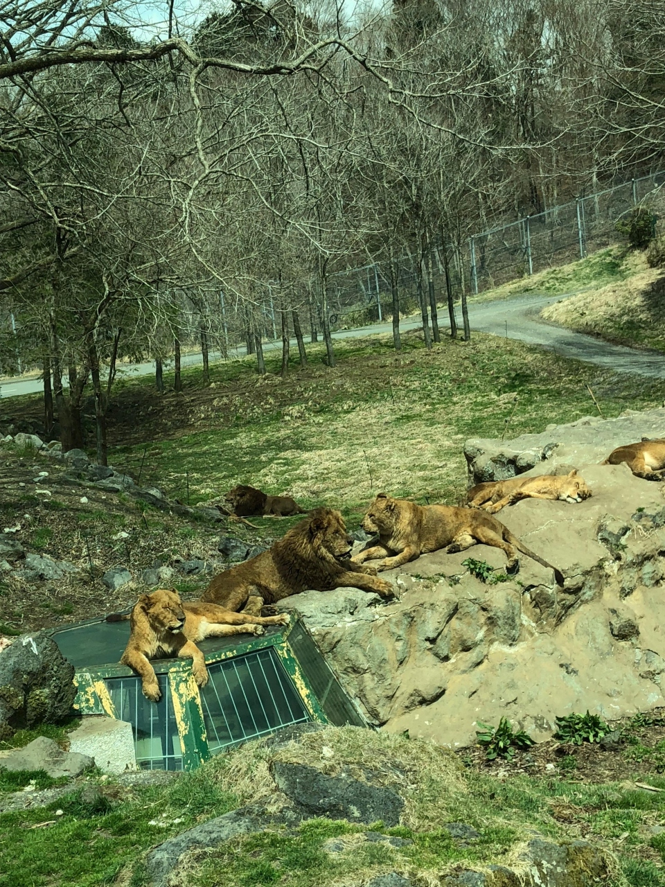 富士サファリパーク 三津シーパラダイス バスツアー 裾野 長泉 静岡県 の旅行記 ブログ By はなたろうさん フォートラベル