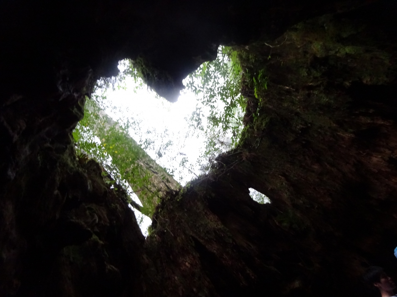 初めての鹿児島 屋久島旅2日目 縄文杉に会いに 屋久島 鹿児島県 の旅行記 ブログ By Mirukoさん フォートラベル 初めての鹿児島 屋久島旅2日目 縄文杉に会いに 屋久島 鹿児島県 の旅行記 ブログ By Mirukoさん フォートラベル