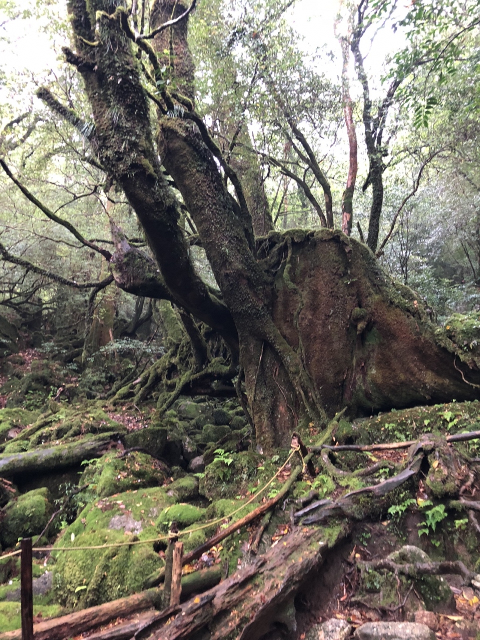 初めての鹿児島 屋久島旅3日目前半 苔むす森は森の美術館 屋久島 鹿児島県 の旅行記 ブログ By Mirukoさん フォートラベル 初めての鹿児島 屋久島旅3日目前半 苔むす森は森の美術館 屋久島 鹿児島県 の旅行記 ブログ By Mirukoさん フォートラベル