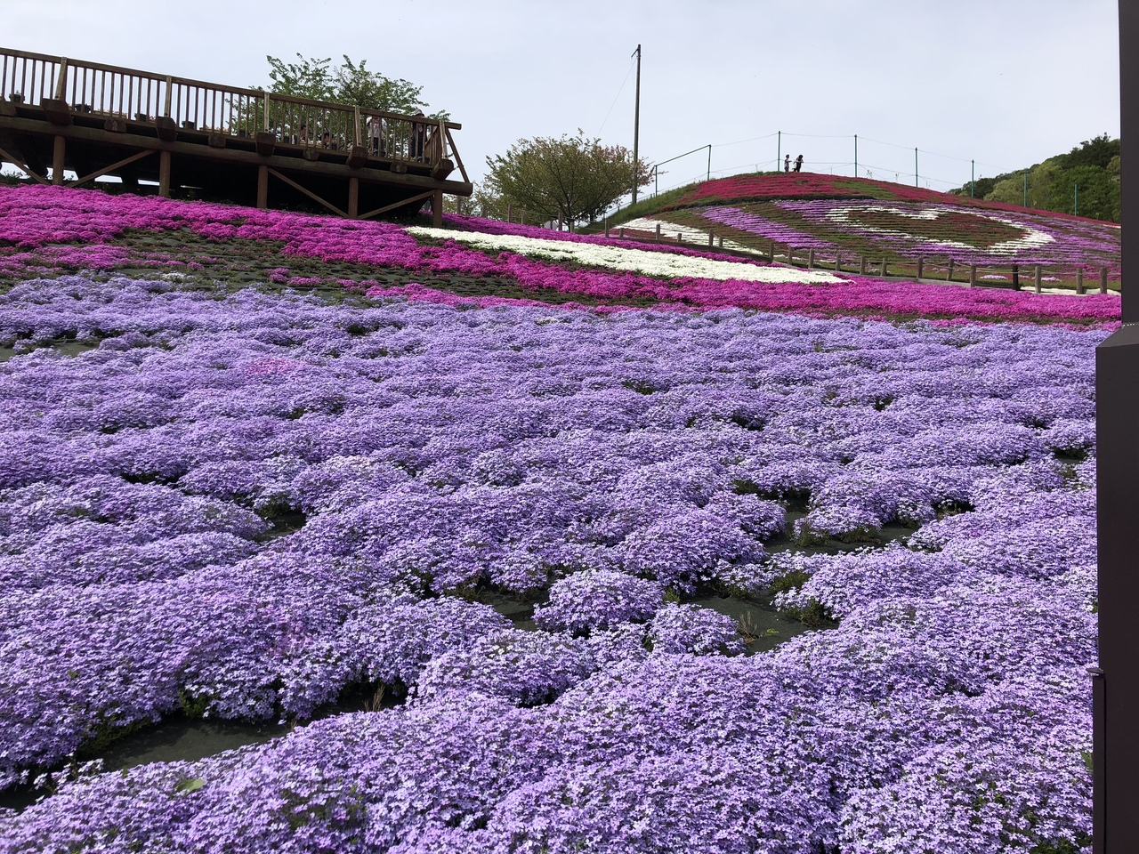 ジュピアランドと甲子温泉露天風呂 1 芝桜と新緑の旅 西白河 岩瀬 福島県 の旅行記 ブログ By アルカロイド ダリルさん フォートラベル