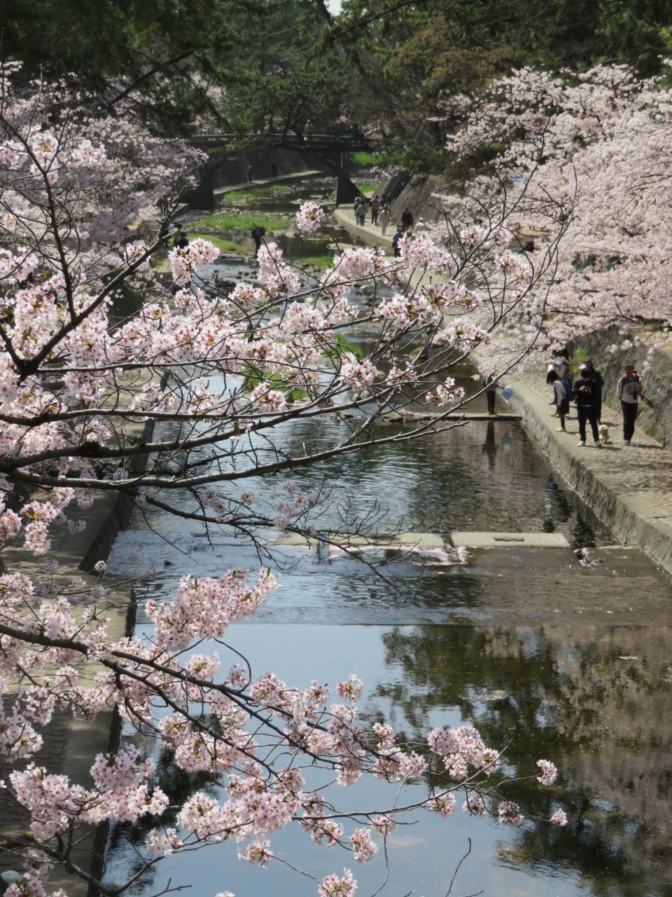 一人で夙川 お花見からランチとカフェへ 西宮 芦屋 兵庫県 の旅行記 ブログ By あおぞらさん フォートラベル