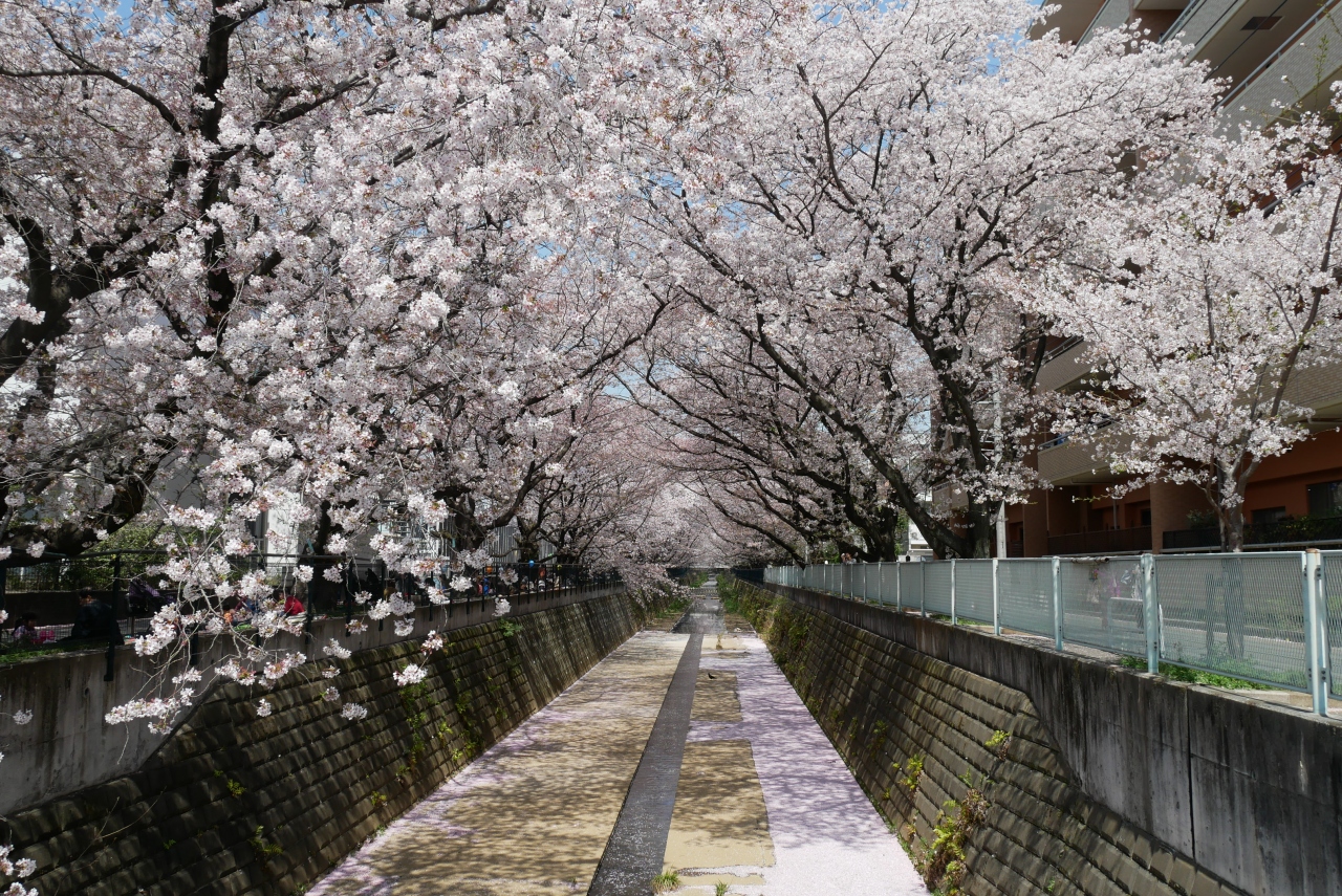 麻生川の桜 登戸 新百合ヶ丘 神奈川県 の旅行記 ブログ By Anelloさん フォートラベル