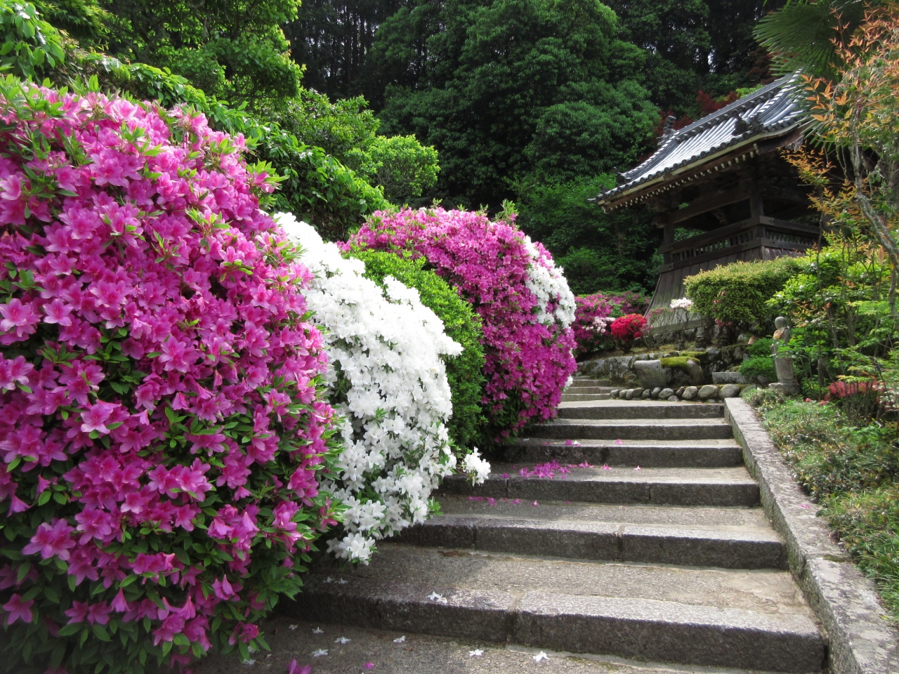 つつじの名所 船宿寺と長岳寺をたずねて 御所 葛城 奈良県 の旅行記 ブログ By Tomoさん フォートラベル