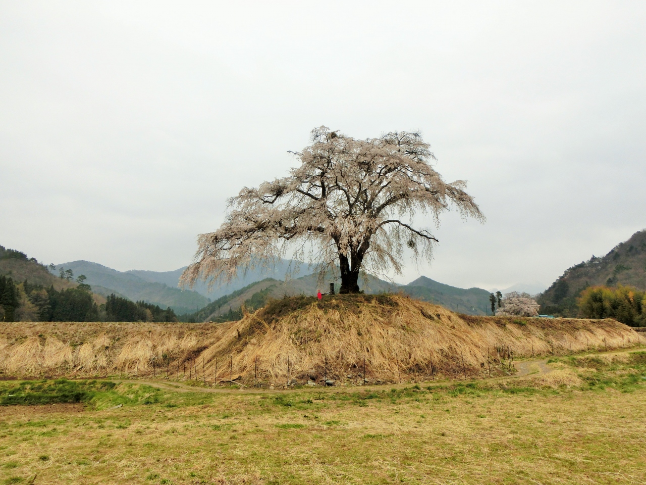 春の沼田へ その3 満開の桜を求めて 上発知のしだれ桜 へ 沼田 群馬県 の旅行記 ブログ By Nichiさん フォートラベル 春の沼田へ その3 満開の桜を求めて 上発知のしだれ桜 へ 沼田 群馬県 の旅行記 ブログ By Nichiさん フォートラベル