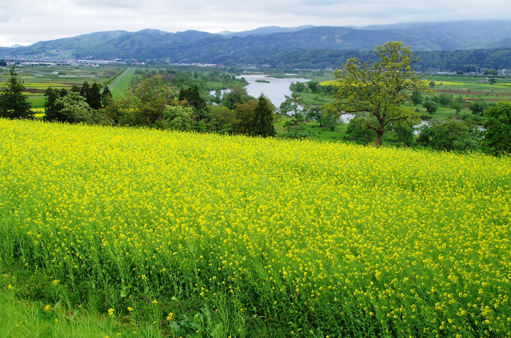 18 飯山市 菜の花まつり 飯山 栄村 長野県 の旅行記 ブログ By 旅仁さん フォートラベル 18 飯山市 菜の花まつり 飯山 栄村 長野県 の旅行記 ブログ By 旅仁さん フォートラベル