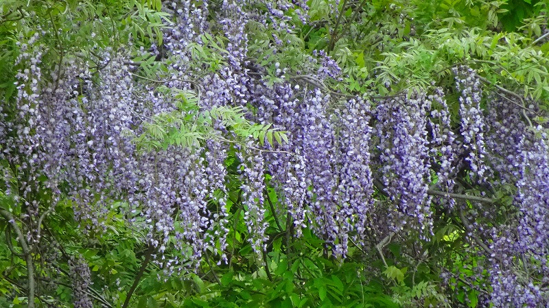 長谷牡丹園からの帰路 農協市場館西谷夢市場と途中の藤の花を観る 宝塚 兵庫県 の旅行記 ブログ By Hn11さん フォートラベル 長谷牡丹園からの帰路 農協市場館西谷夢市場と途中の藤の花を観る 宝塚 兵庫県 の旅行記 ブログ By Hn11さん フォートラベル