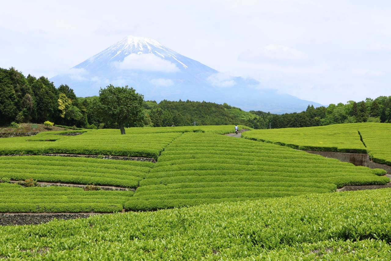 富士山の見える茶畑 大渕笹場へ 富士 静岡県 の旅行記 ブログ By Oakatさん フォートラベル