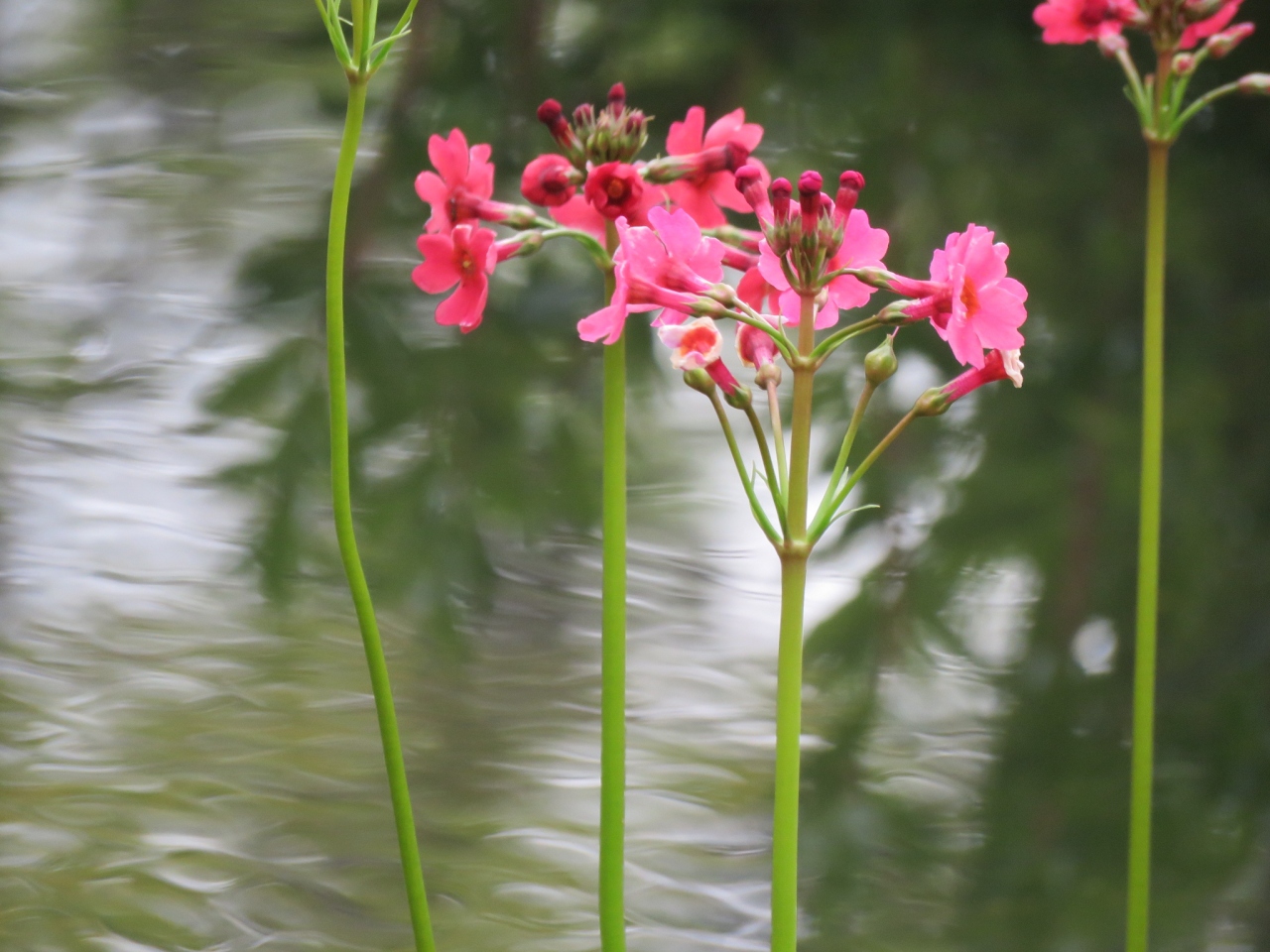 今年も箱根観光の旅を行う 箱根湿性花園へ その3 落葉広葉樹林の植物及び低層湿原の植物及びヌマガヤ草原の植物 仙石原 神奈川県 の旅行記 ブログ By Tsunetaさん フォートラベル 今年も箱根観光の旅を行う 箱根湿性花園へ その3 落葉広葉樹林の植物及び低層湿原の植物及びヌマガヤ草原の植物 仙石原 神奈川県 の旅行記 ブログ By Tsunetaさん フォートラベル