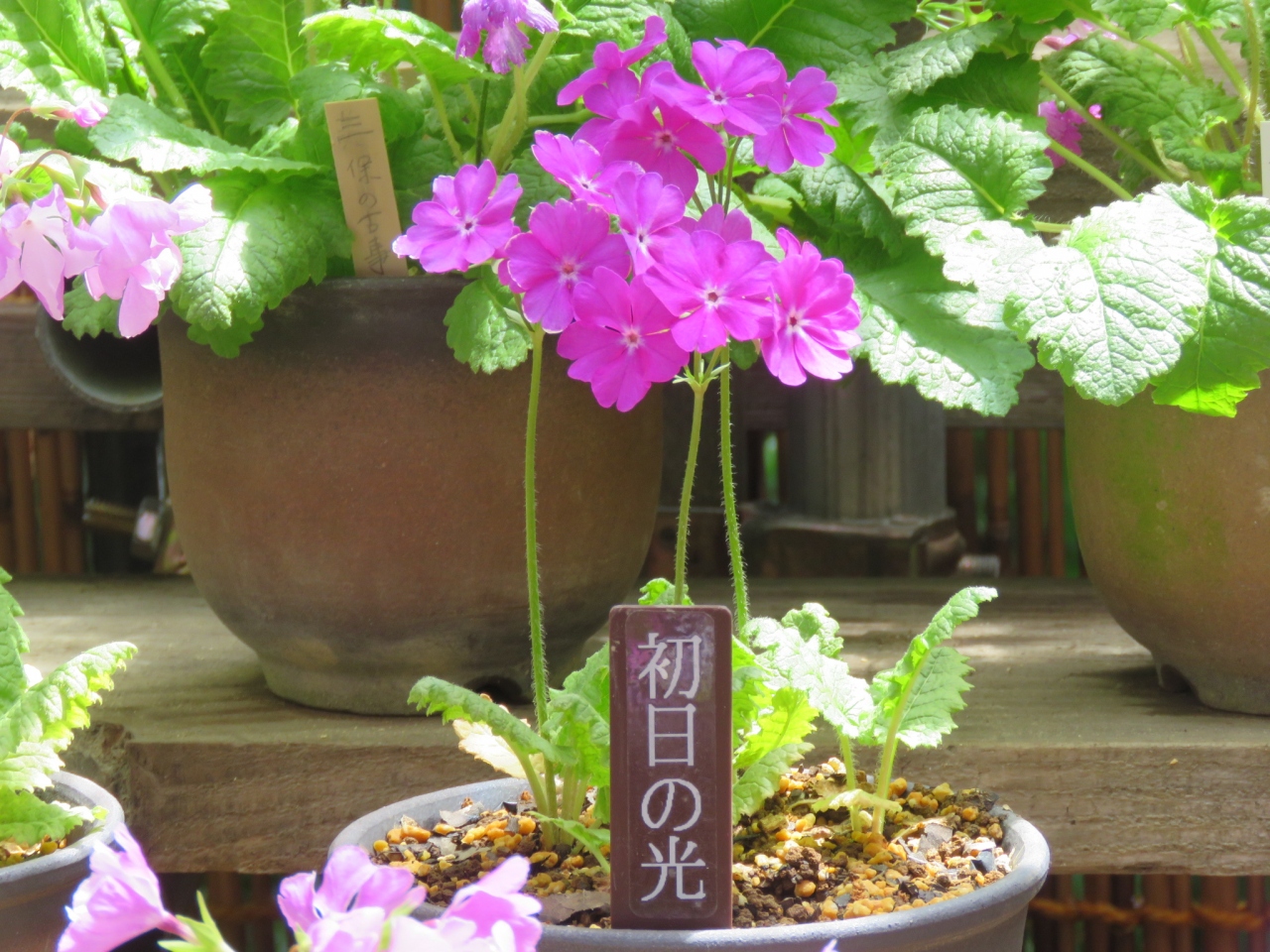 今年も箱根観光の旅を行う 箱根湿性花園へ その6 サクラソウの園芸種展その他 仙石原 神奈川県 の旅行記 ブログ By Tsunetaさん フォートラベル 今年も箱根観光の旅を行う 箱根湿性花園へ その6 サクラソウの園芸種展その他 仙石原 神奈川県 の旅行記 ブログ By Tsunetaさん フォートラベル