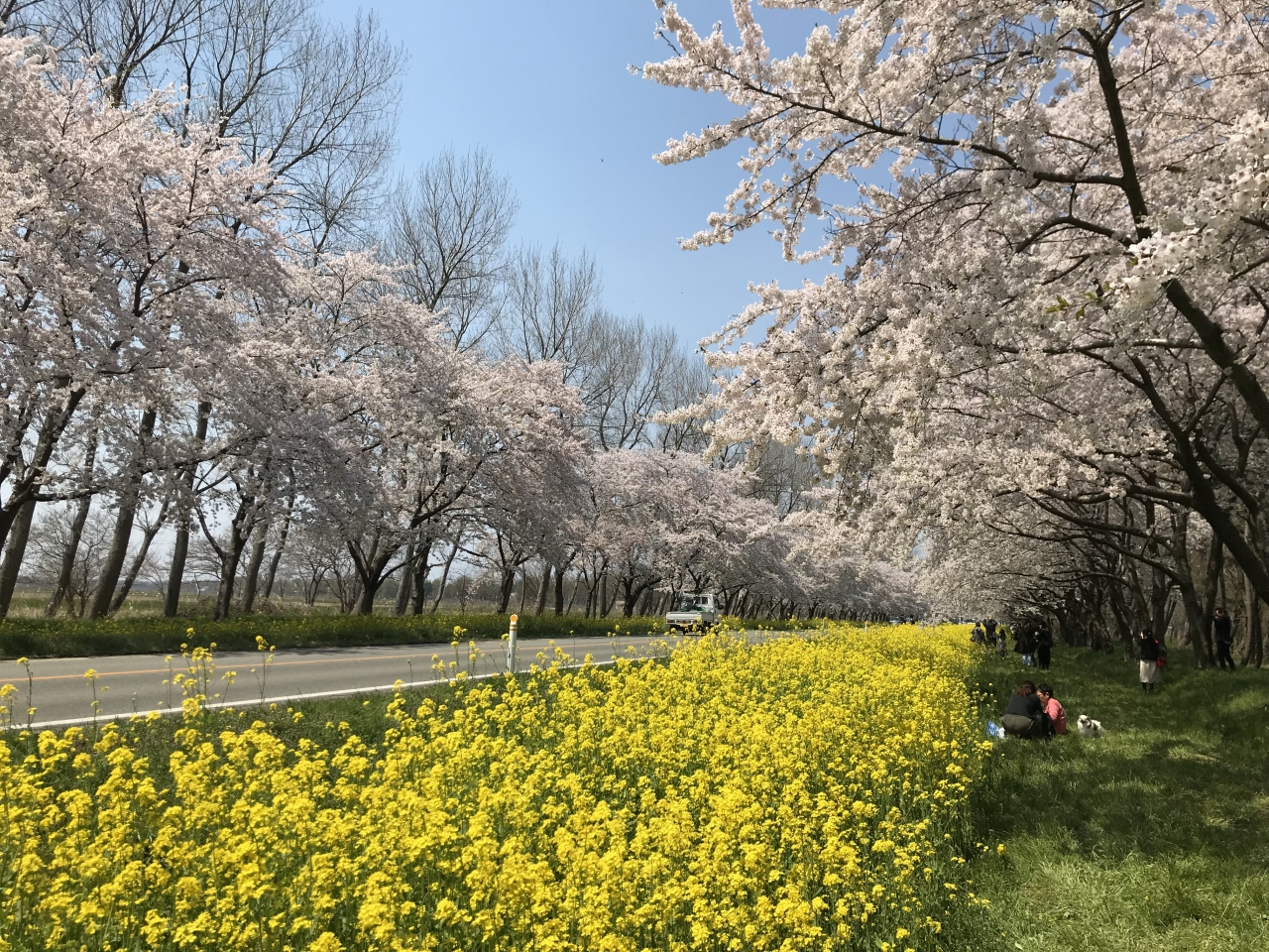 1805gw 03 八郎潟の菜の花ロードと男鹿半島 八郎潟周辺 秋田県 の旅行記 ブログ By Maikonさん フォートラベル