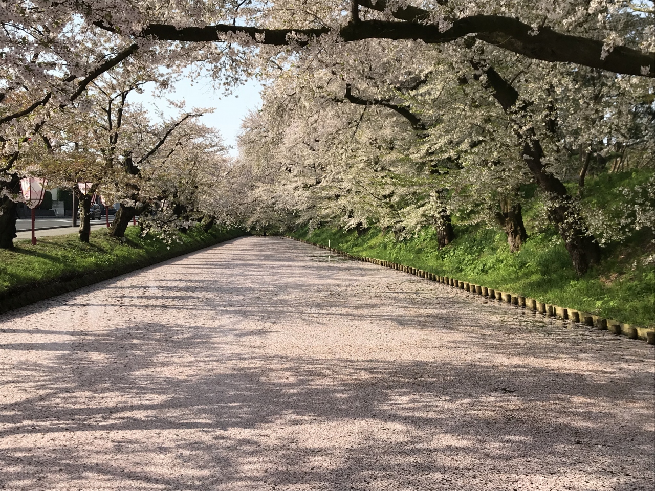 1805gw 05 Gwの弘前公園の桜 花筏 弘前 青森県 の旅行記 ブログ By Maikonさん フォートラベル