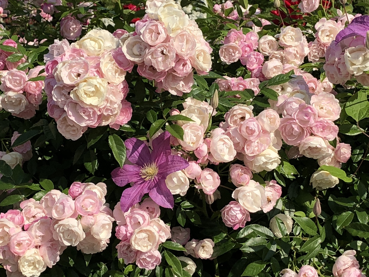 満開の薔薇を見に横浜 山下公園へふらり 横浜 神奈川県 の旅行記 ブログ By タヌチーノさん フォートラベル