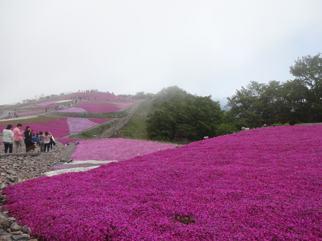 天竜奥三河国定公園茶臼山高原の芝桜と奥殿陣屋のポピーの花の旅 豊田 愛知県 の旅行記 ブログ By みさおさん フォートラベル 天竜奥三河国定公園茶臼山高原の芝桜と奥殿陣屋のポピーの花の旅 豊田 愛知県 の旅行記 ブログ By みさおさん フォートラベル