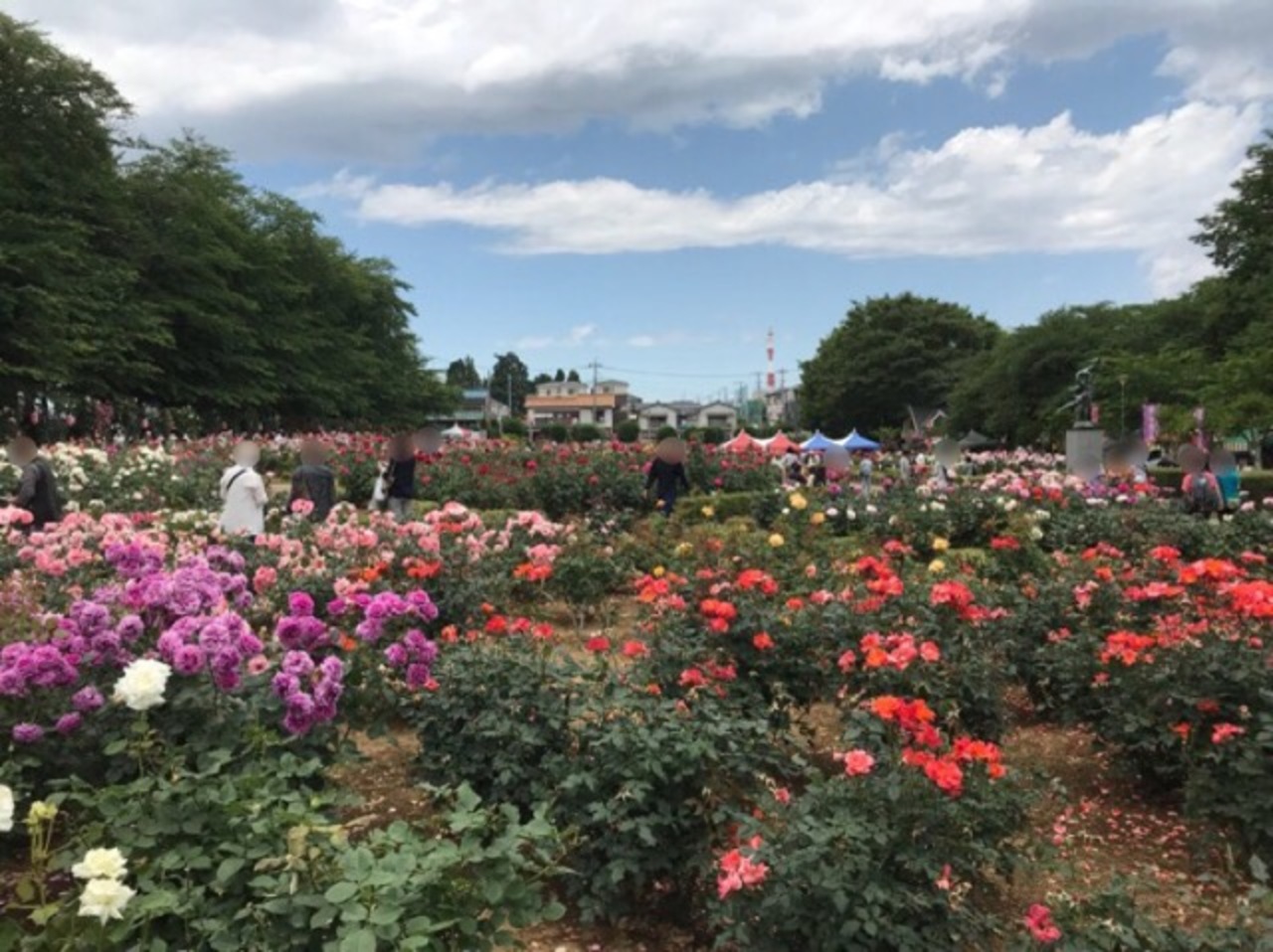 ばらまつり18 与野公園 見事なバラ園の春のお祭り さいたま新都心 埼玉県 の旅行記 ブログ By としさん フォートラベル