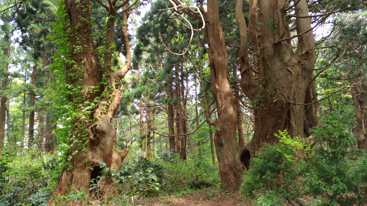18 Gw 新潟と東北の温泉を巡る旅 3 山形で幻想の森を歩く 山形県の旅行記 ブログ By Batfishさん フォートラベル 18 Gw 新潟と東北の温泉を巡る旅 3 山形で幻想の森を歩く 山形県の旅行記 ブログ By Batfishさん フォートラベル
