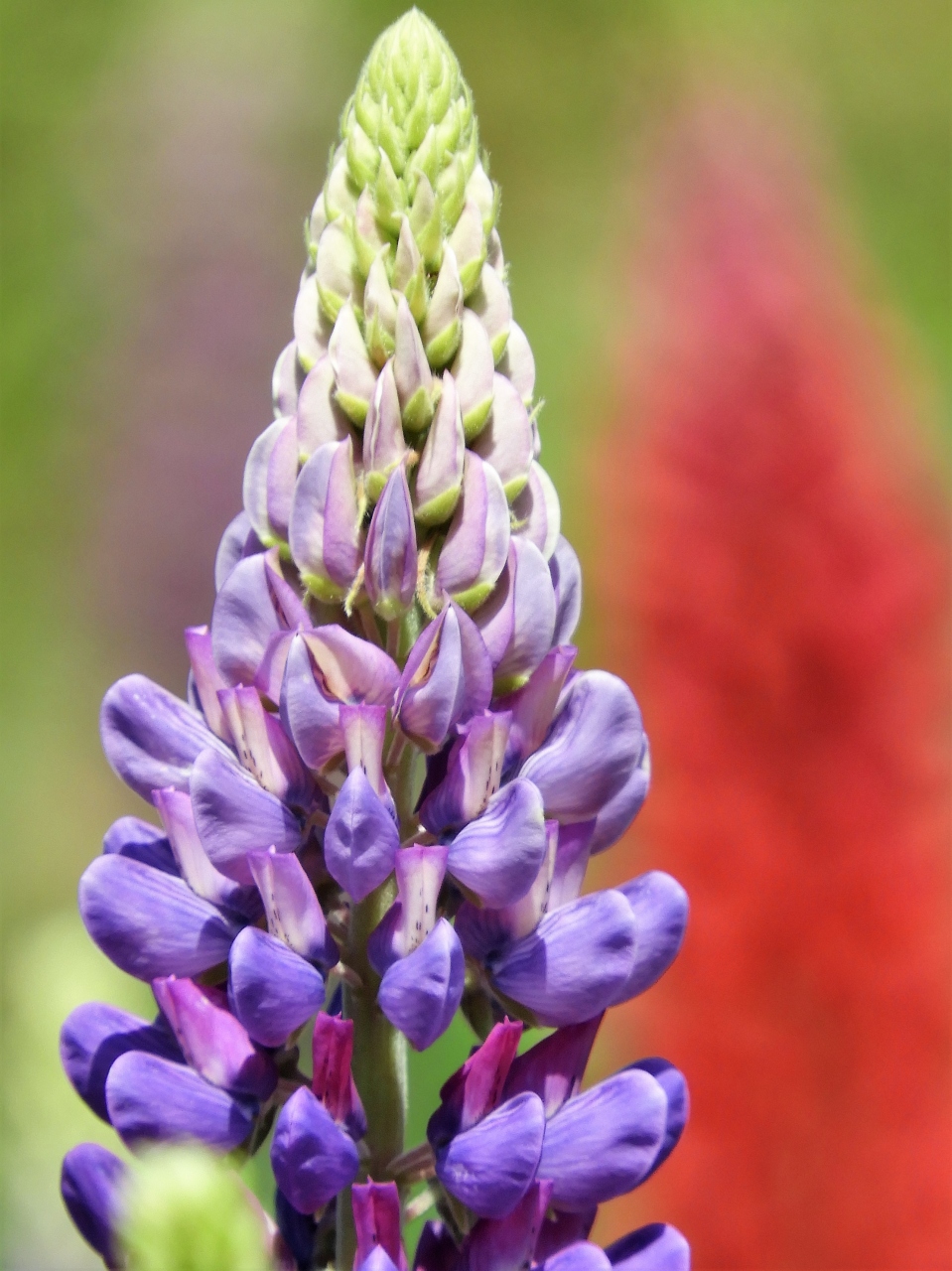 色とりどりのルピナスが咲き誇る 味わいの里三日月 上郡 佐用 兵庫県 の旅行記 ブログ By Ohchanさん フォートラベル