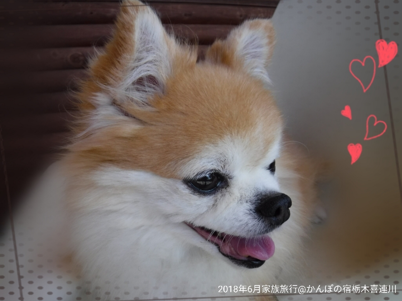 犬旅 栃木 喜連川 かんぽの宿 栃木喜連川温泉 祝11歳のお犬様 母様退院祝い 車椅子でも安心バリアフリー旅 週末2日間 18 6 栃木県の旅行記 ブログ By ちょこ旅さん フォートラベル 犬旅 栃木 喜連川 かんぽの宿 栃木喜連川温泉 祝11歳のお犬様 母様退院祝い 車椅子でも安心バリアフリー旅 週末2日間 18 6 栃木県の旅行記 ブログ By ちょこ旅さん フォートラベル