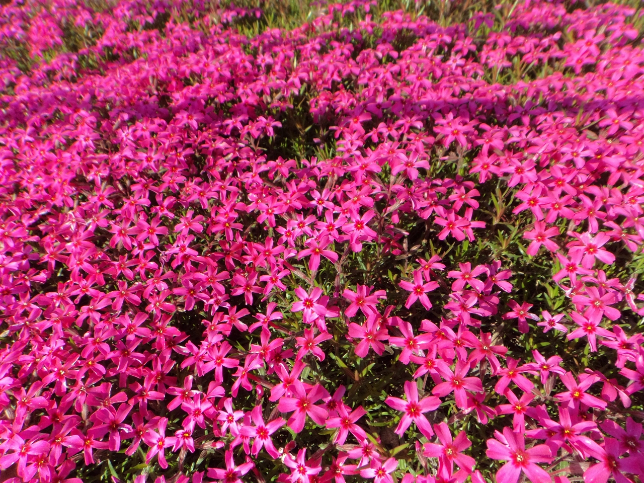 東藻琴の芝桜 藻琴山 網走 北海道 の旅行記 ブログ By Nimameさん フォートラベル 東藻琴の芝桜 藻琴山 網走 北海道 の旅行記 ブログ By Nimameさん フォートラベル