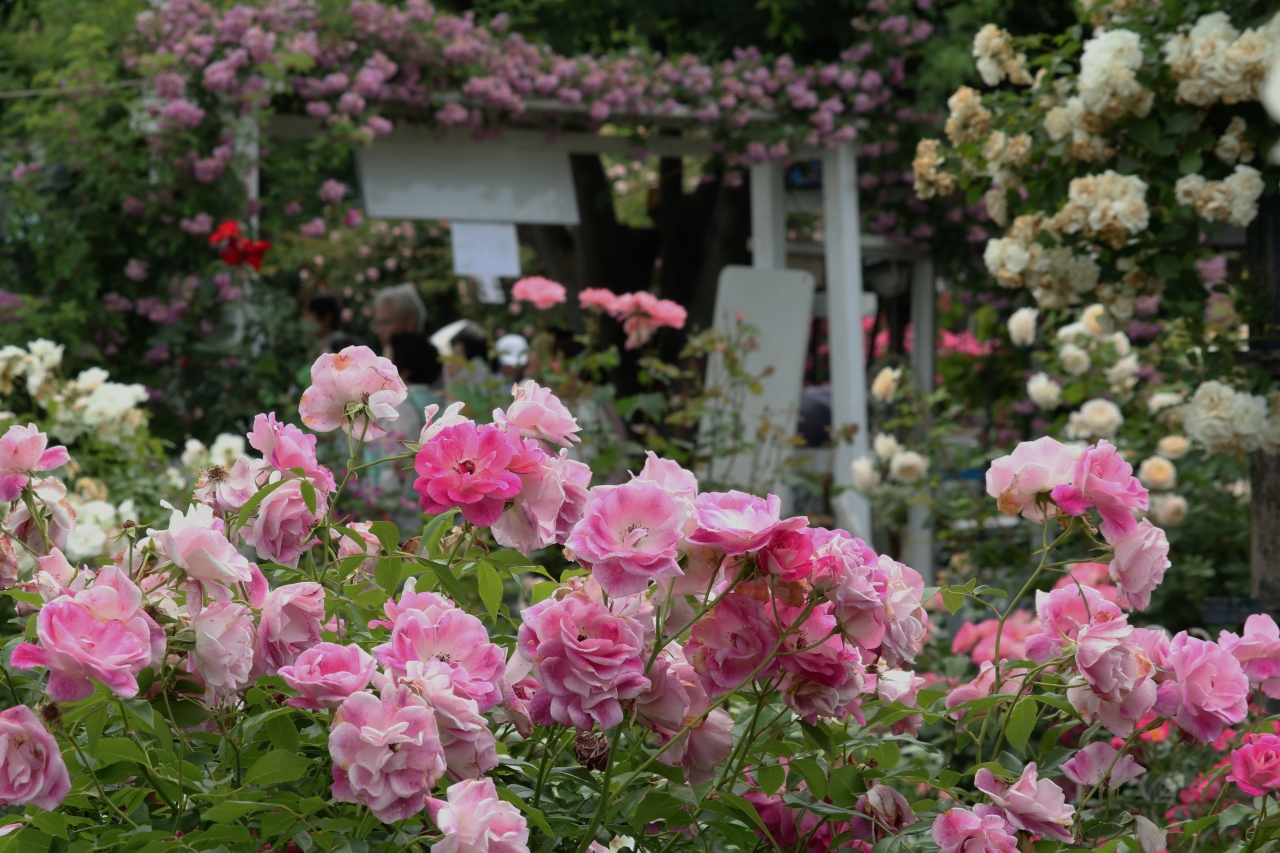 ツアーに選ばれたオープンガーデン2 バラの香りに包まれて Yasa Rosegardenさん Annes Gardenさん 豊田 愛知県 の旅行記 ブログ By みちるさん フォートラベル ツアーに選ばれたオープンガーデン2 バラの香りに包まれて Yasa Rosegardenさん Annes Gardenさん 豊田 愛知県 の旅行記 ブログ By みちるさん フォートラベル