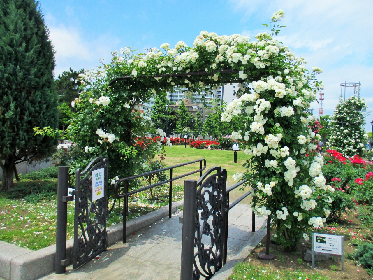 ヨコスカ ヴェルニー公園 バラ 軍港めぐり 横須賀 神奈川県 の旅行記 ブログ By Tom Sawyerさん フォートラベル ヨコスカ ヴェルニー公園 バラ 軍港めぐり 横須賀 神奈川県 の旅行記 ブログ By Tom Sawyerさん フォートラベル