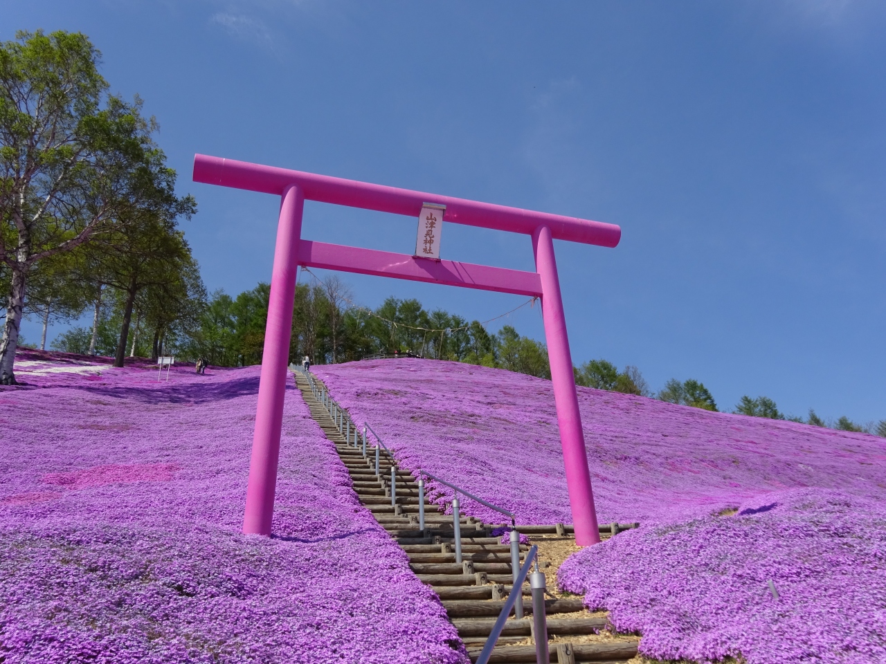 18年5月 道東の春を巡る旅 山一面がピンクの絨毯 ひがしもこと芝桜まつり へ 女満別 美幌 北海道 の旅行記 ブログ By たんきちさん フォートラベル 18年5月 道東の春を巡る旅 山一面がピンクの絨毯 ひがしもこと芝桜まつり へ 女満別 美幌 北海道 の旅行記 ブログ By たんきちさん フォートラベル