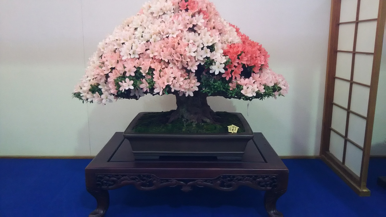 さつき祭りで 苔玉作り 鹿沼 栃木県 の旅行記 ブログ By マリオットさん フォートラベル さつき祭りで 苔玉作り 鹿沼 栃木県 の旅行記 ブログ By マリオットさん フォートラベル