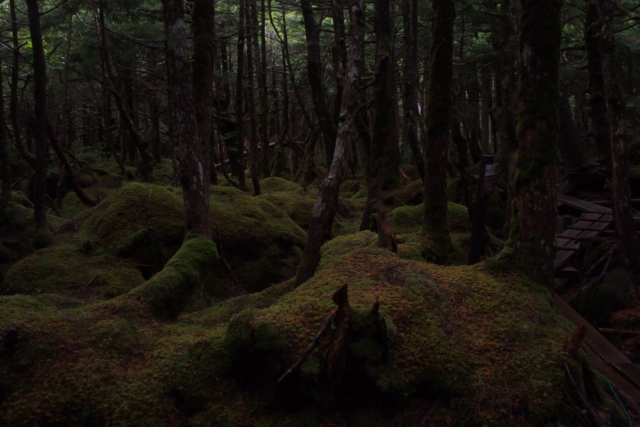 雨の苔森散歩 長野県の旅行記 ブログ By Naoko さん フォートラベル 雨の苔森散歩 長野県の旅行記 ブログ By Naoko さん フォートラベル