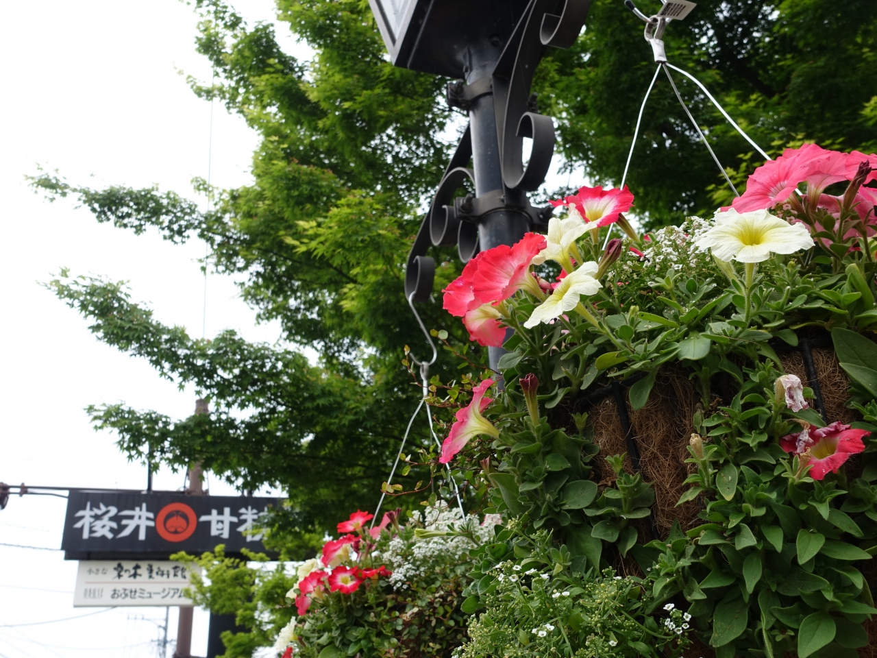 春爛漫 栗の里 小布施めぐり 須坂 長野県 の旅行記 ブログ By ペンギンパパさん フォートラベル