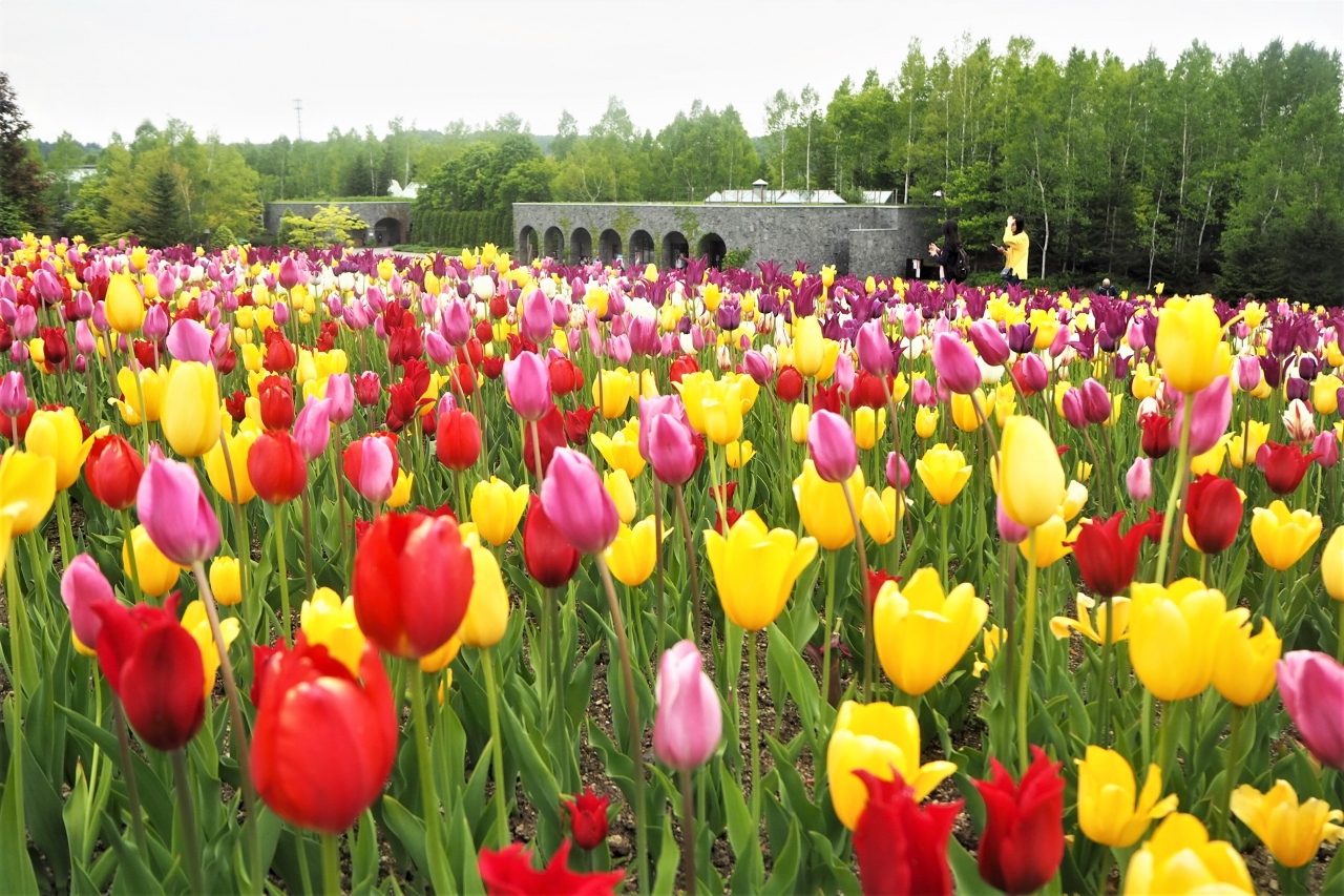 この春最後のお花見に チューリップ畑とおいしいもの巡り 札幌 北海道 の旅行記 ブログ By メープルandショコラさん フォートラベル