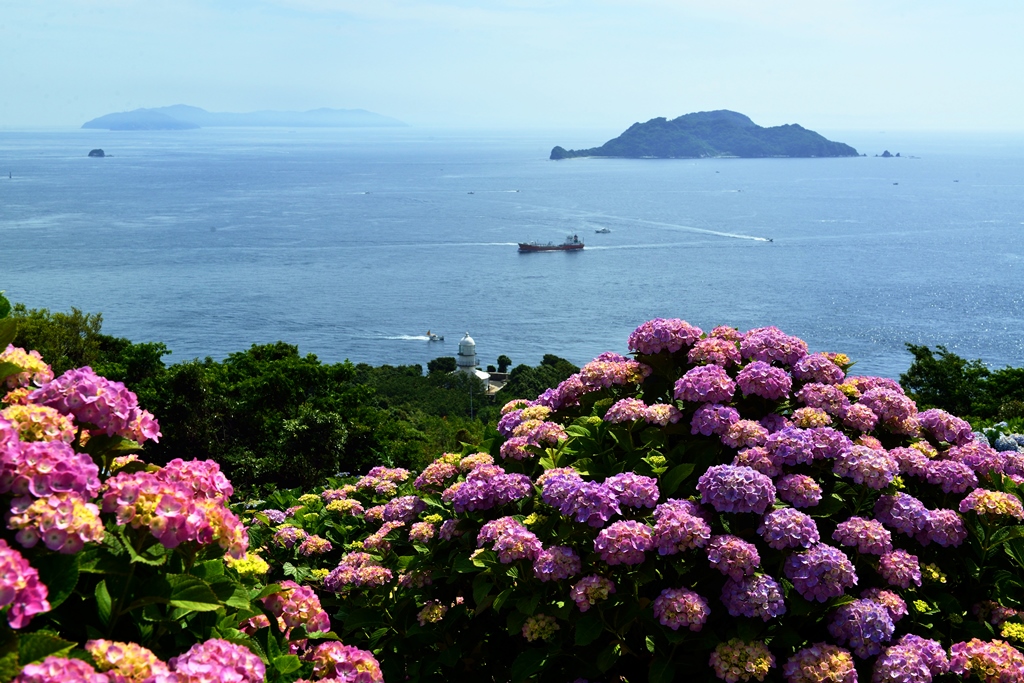 関崎海星館のアジサイ18 大分市 大分県 の旅行記 ブログ By 気まぐれなデジカメ館さん フォートラベル