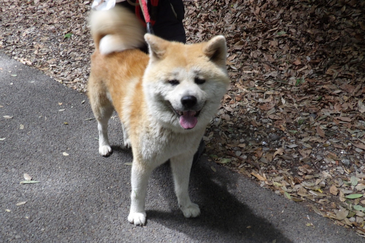 秋田犬 相模原 神奈川県 の旅行記 ブログ By ドクターキムルさん フォートラベル 秋田犬 相模原 神奈川県 の旅行記 ブログ By ドクターキムルさん フォートラベル