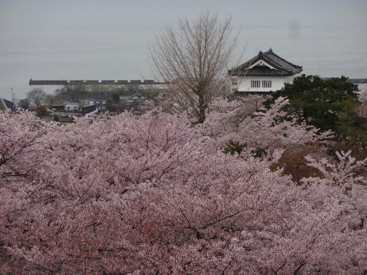 ２０１８年桜旅 第１弾 １８きっぷで彦根へ 彦根 No4 彦根 滋賀県 の旅行記 ブログ By Sekaiさん フォートラベル