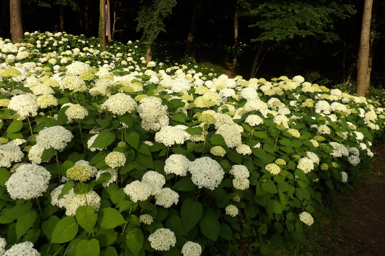 相模原北公園あじさい園 相模原 神奈川県 の旅行記 ブログ By ドクターキムルさん フォートラベル 相模原北公園あじさい園 相模原 神奈川県 の旅行記 ブログ By ドクターキムルさん フォートラベル