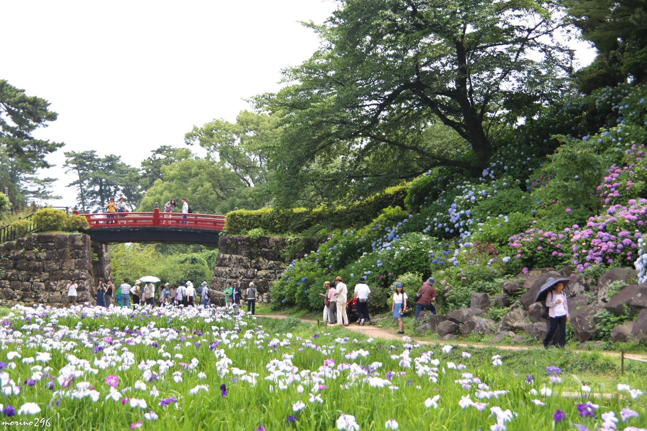 小田原城あじさい花菖蒲まつり 小田原 神奈川県 の旅行記 ブログ By Morino296さん フォートラベル