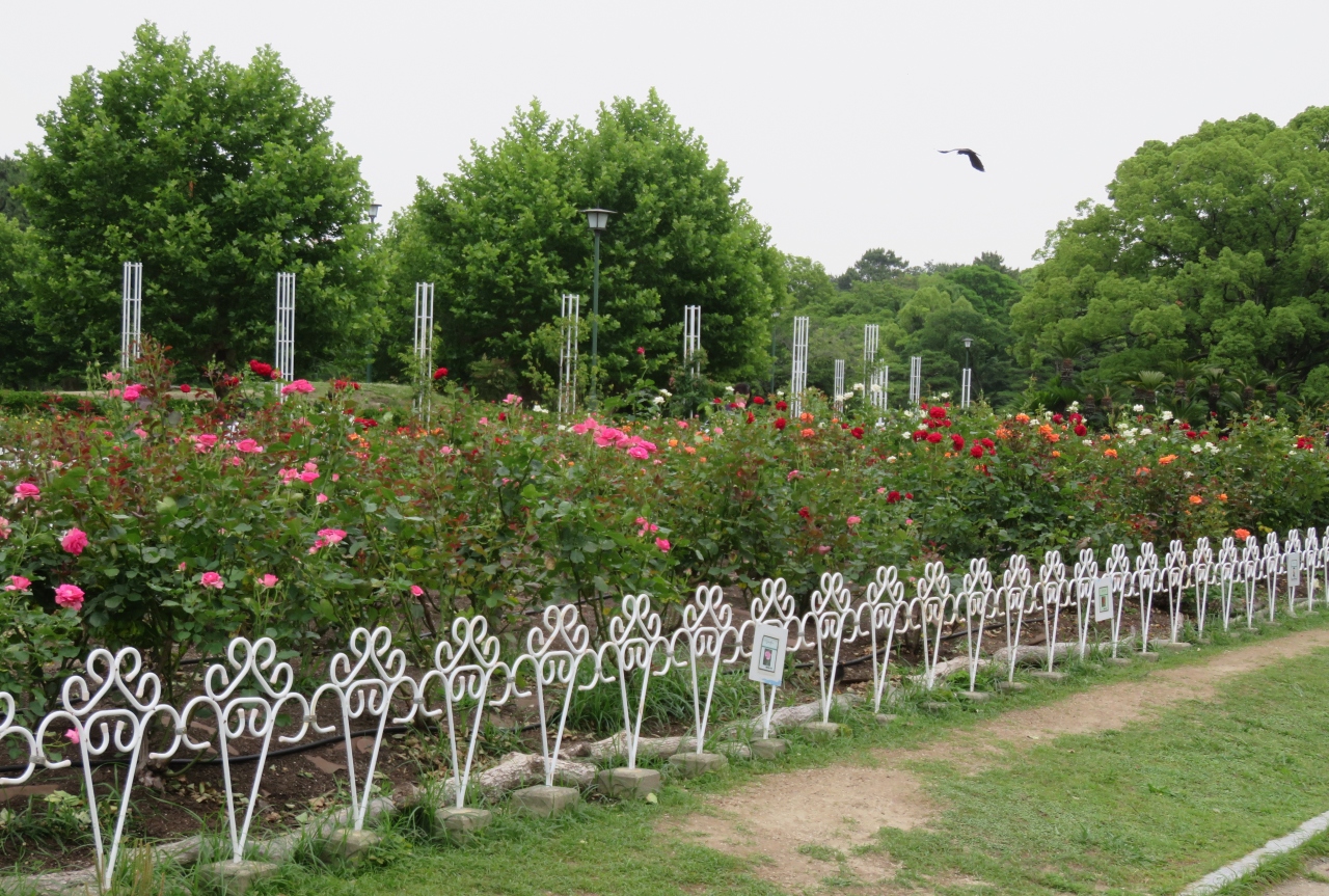 18梅雨 鶴舞公園の花 １ 8 6月10日 1 地下鉄で鶴舞公園へ ヒマラヤシーダーの並木道 鶴舞噴水塔 バラ園 鶴舞 堀田 愛知県 の旅行記 ブログ By 旅人のくまさんさん フォートラベル