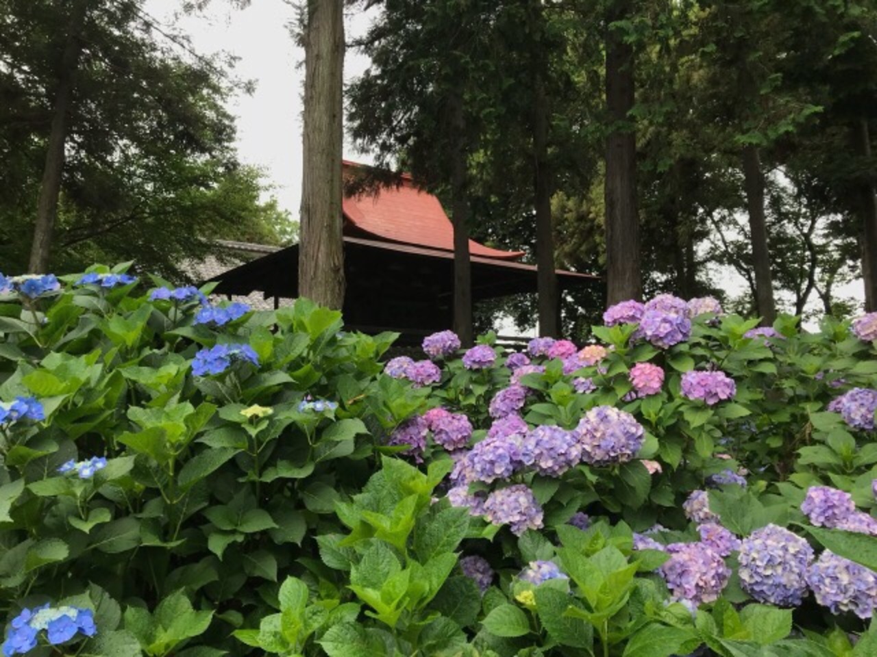 たくさんの種類のあじさい園18 指扇アジサイまつり 赤羽根氷川神社 大宮 埼玉県 の旅行記 ブログ By としさん フォートラベル