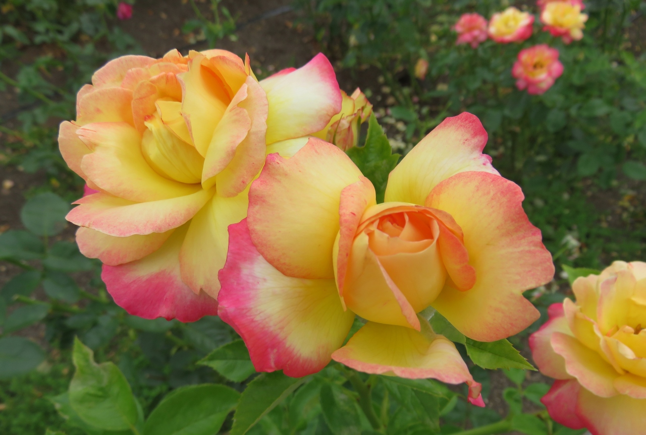 18梅雨 鶴舞公園の花 3 8 6月10日 3 バラ園 ノヴァーリス ジャルダン ドゥ フランス 乾杯 チャールストン 鶴舞 堀田 愛知県 の旅行記 ブログ By 旅人のくまさんさん フォートラベル