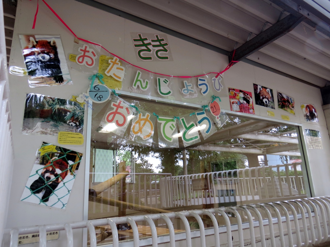 初夏のレッサーパンダ紀行 6 さいたま市大崎公園子供動物園 横浜市野毛山動物園 21歳 おめでとう 現役最年長のキキ君 大崎 ありがとう やすらかに 看板娘キンタちゃんにお別れを 野毛山 浦和 埼玉県 の旅行記 ブログ By Jilllucaさん フォートラベル 初夏のレッサーパンダ紀行 6 さいたま市大崎公園子供動物園 横浜市野毛山動物園 21歳 おめでとう 現役最年長のキキ君 大崎 ありがとう やすらかに 看板娘キンタちゃんにお別れを 野毛山 浦和 埼玉県 の旅行記 ブログ By Jilllucaさん フォートラベル
