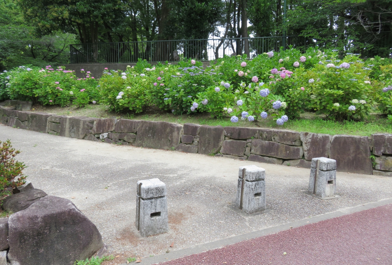 18梅雨 鶴舞公園の花 8 8 6月10日 8 あじさいの散歩道 西洋アジサイ 額紫陽花 アメリカデイゴ アカンサス 鶴舞 堀田 愛知県 の旅行記 ブログ By 旅人のくまさんさん フォートラベル