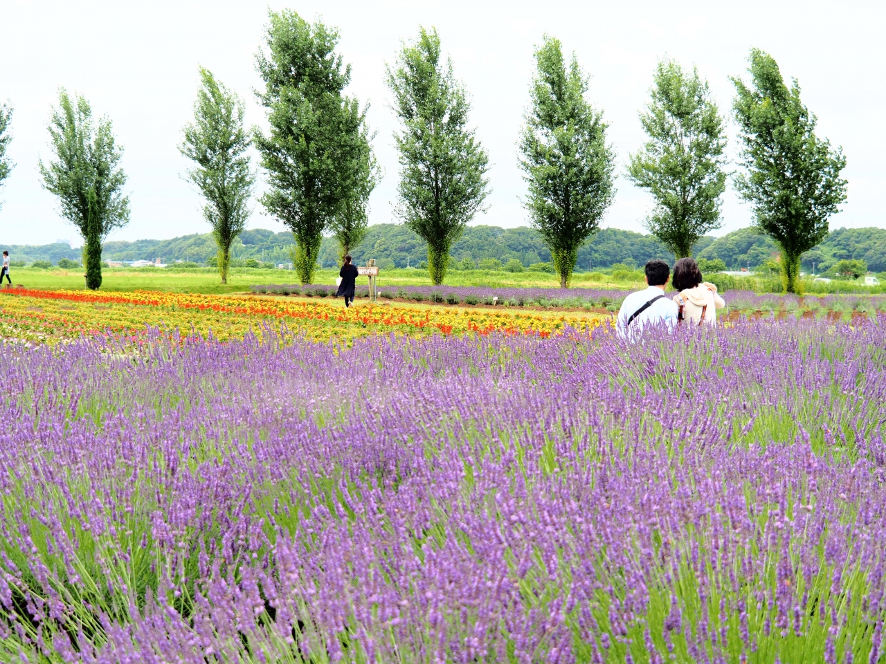 千葉の花巡り 佐倉ラベンダーランド 宗吾霊堂の紫陽花 川村美術館の自然散策路 佐倉 四街道 千葉県 の旅行記 ブログ By みささん フォートラベル