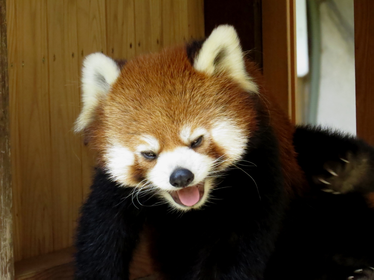 初夏のレッサーパンダ紀行 7 姫路セントラルパーク 姫路市立動物園 ケンタ君 ようこそ兵庫へ 姫セン 今年は期待大なの 不思議っ子ミホちゃん 姫路 ズー 姫路 兵庫県 の旅行記 ブログ By Jilllucaさん フォートラベル 初夏のレッサーパンダ紀行 7 姫路セントラルパーク 姫路市立動物園 ケンタ君 ようこそ兵庫へ 姫セン 今年は期待大なの 不思議っ子ミホちゃん 姫路 ズー 姫路 兵庫県 の旅行記 ブログ By Jilllucaさん フォートラベル