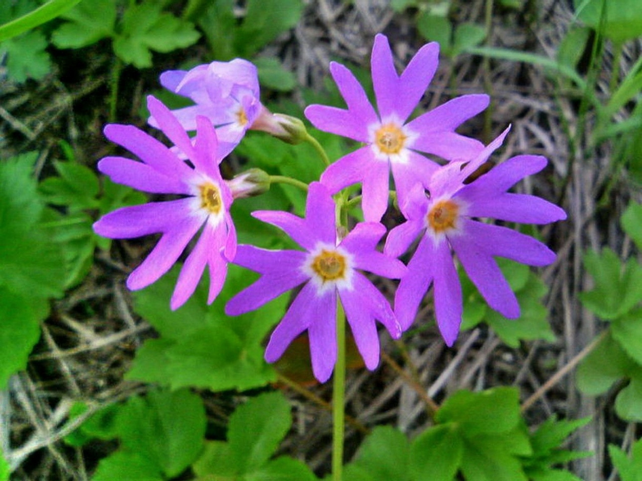 越後の花山めぐり １ 平標山 十日町 津南 新潟県 の旅行記 ブログ By ペコちゃんさん フォートラベル