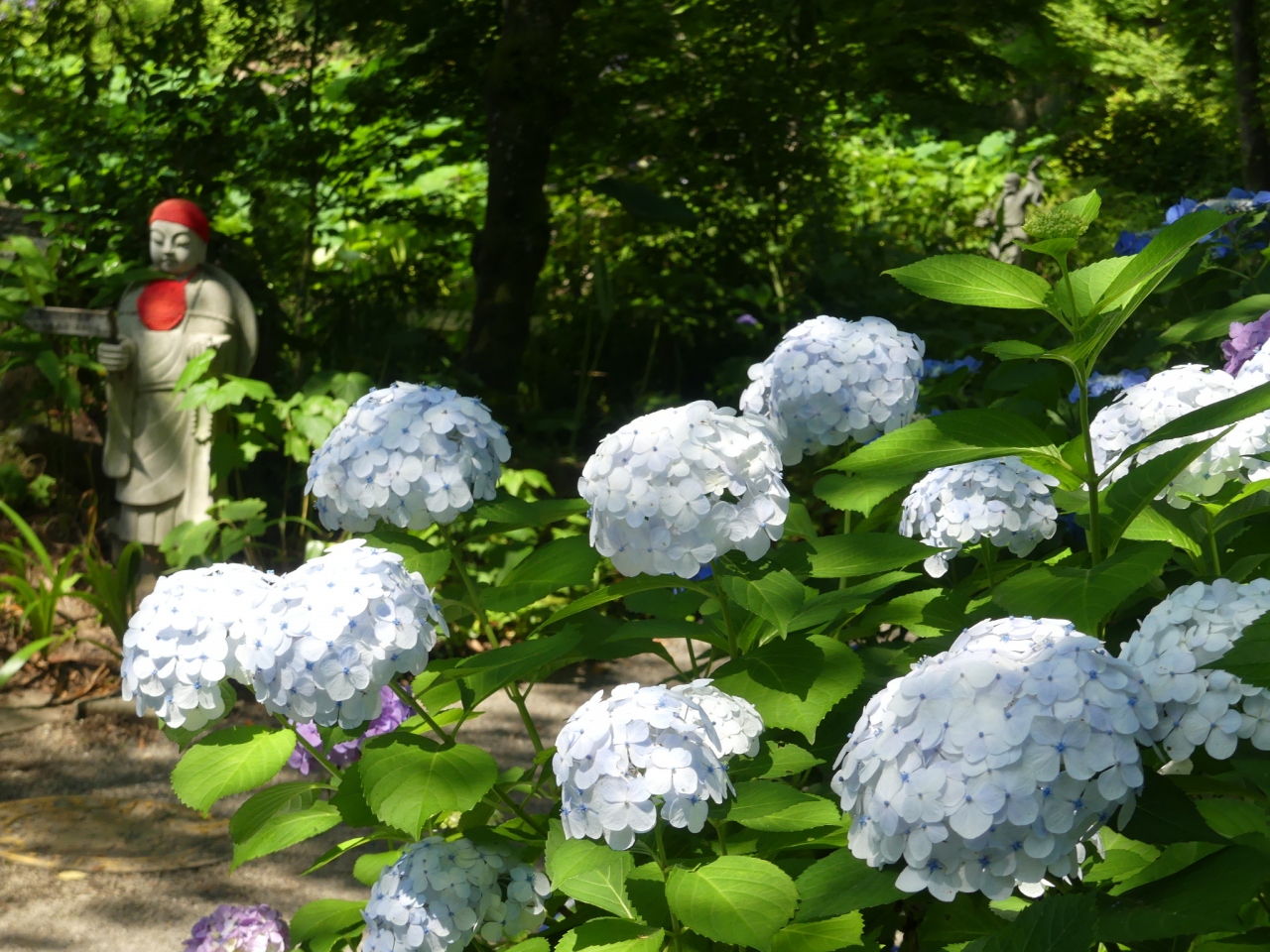 常楽寺のアジサイ 18 見頃過ぎですが 花は残っています 群馬県 太田市 太田 群馬県 の旅行記 ブログ By Minamicazeさん フォートラベル