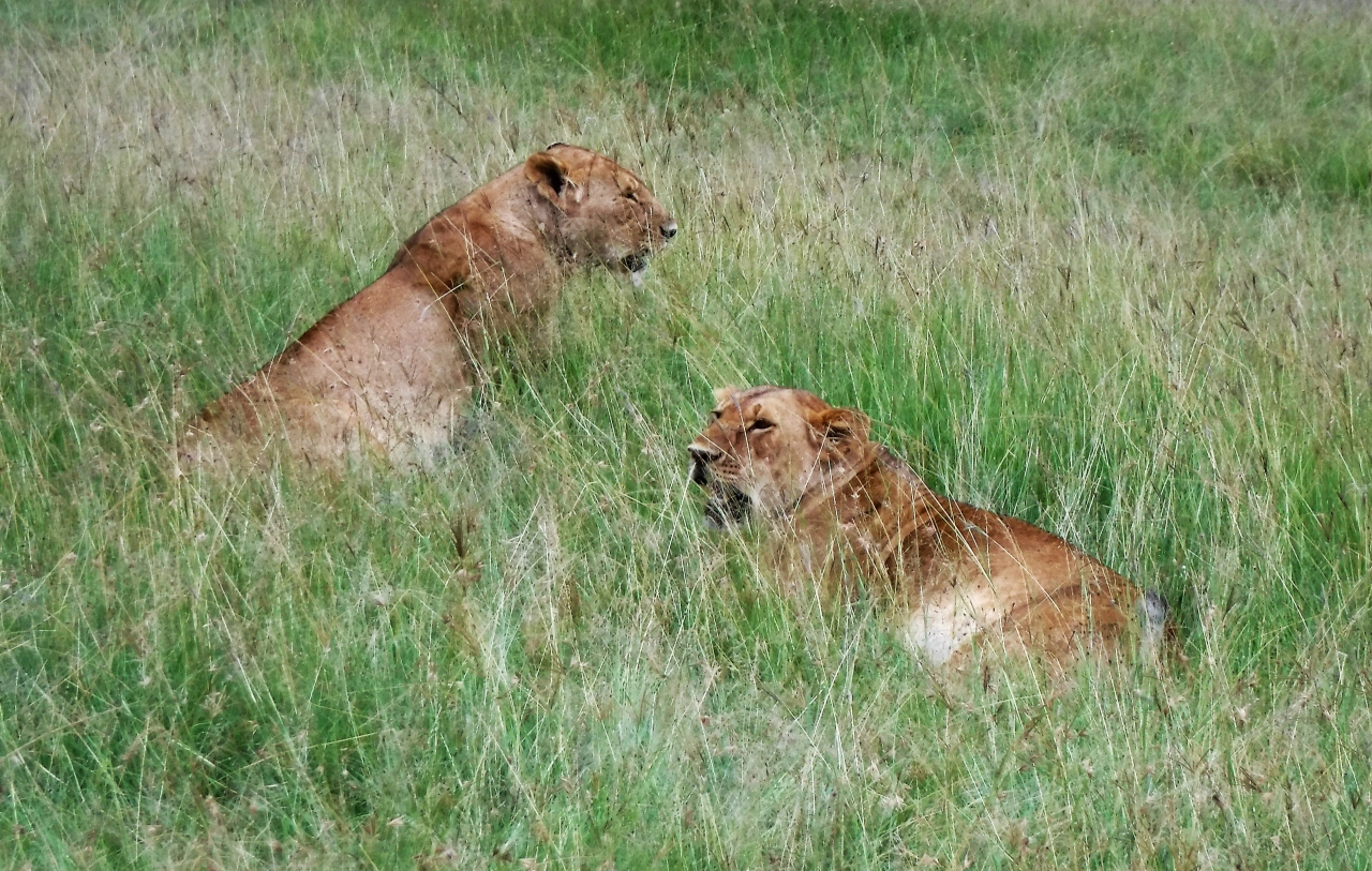 アフリカ ケニア サバンナ サファリの旅 ５ ４ マサイマラ国立保護区周辺 ケニア の旅行記 ブログ By 梅の忍者さん フォートラベル